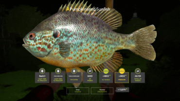 Seversky Donets River – Pumpkinseed Sunfish