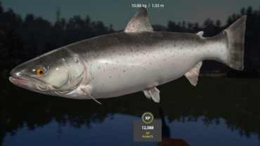 Kuori Lake – Lake Trout