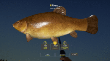 Bear Lake – Tenca