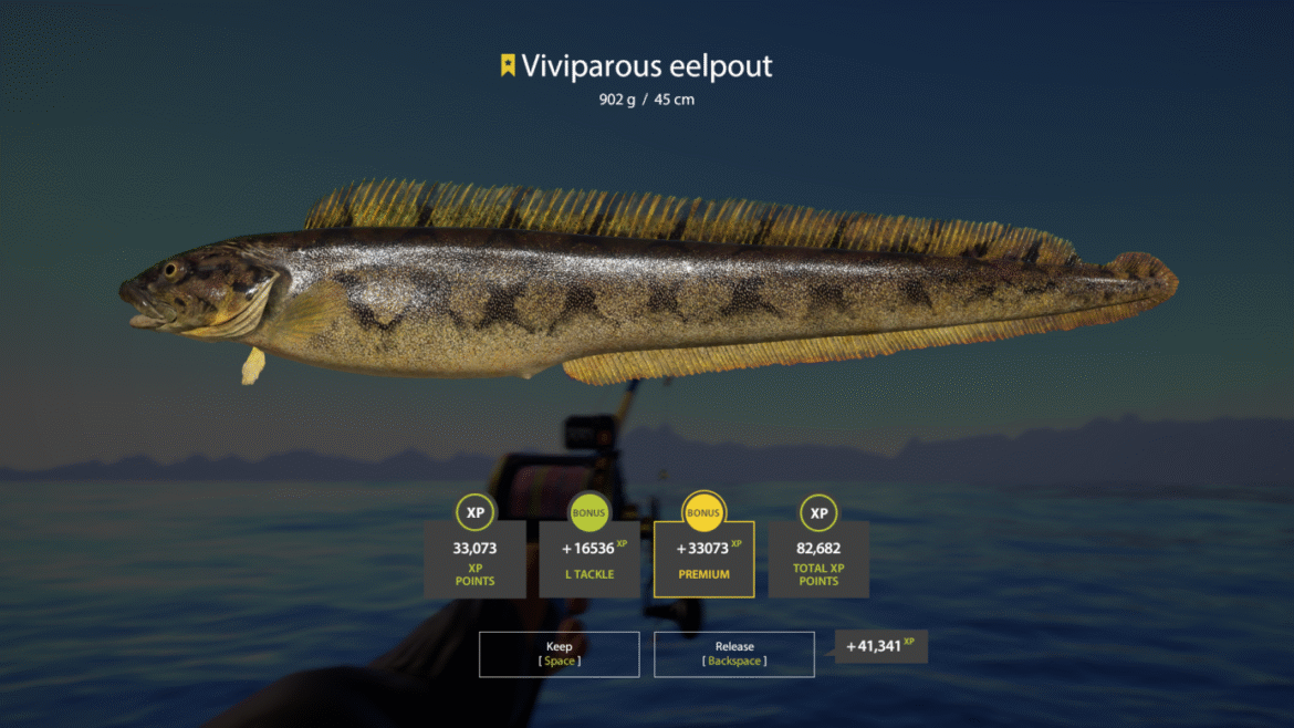 Norwegian Sea – Vivioparous Eelpout