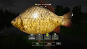 Old Burg Lake – Golden Crucian Carp.