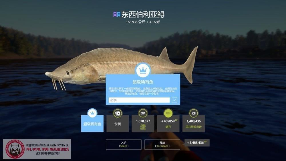 Lower Tunguska River -Eastern Siberian Sturgeon