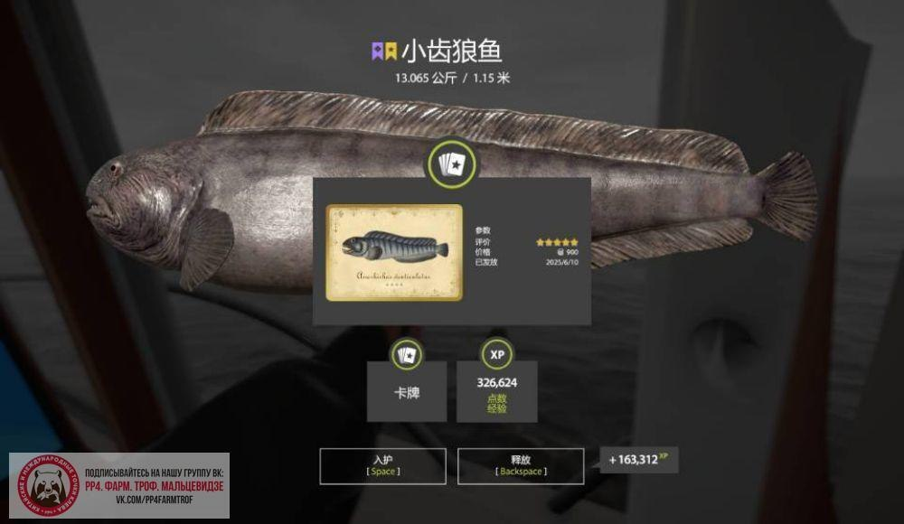 Norwegian Sea – Small-toothed Wolffish