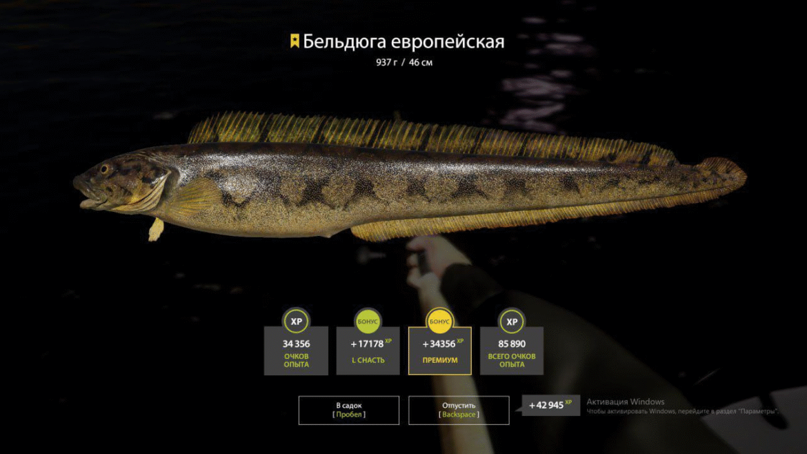 Norwegian Sea – Eelpout
