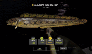 Norwegian Sea – Eelpout
