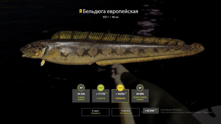 Norwegian Sea – Eelpout