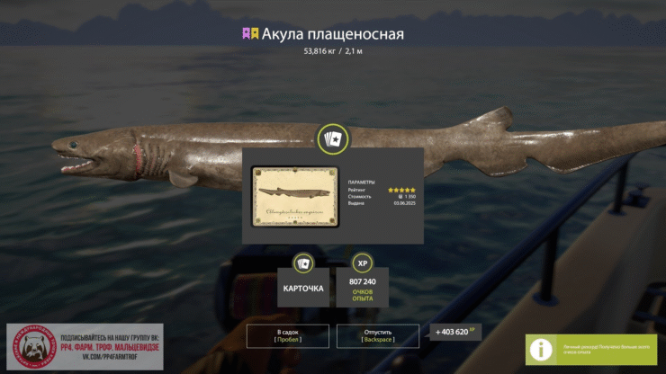 FRILLED SHARK trophy