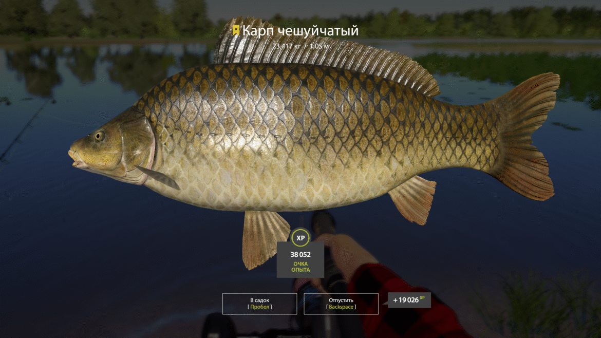 Amber Lake – Common Carp – Mirror Carp