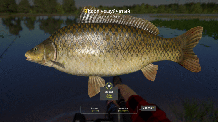 Amber Lake – Common Carp – Mirror Carp