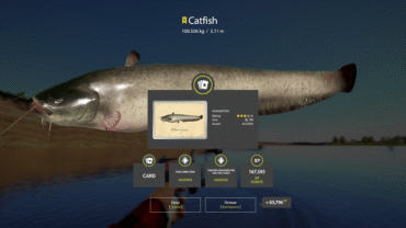 Akhtuba River – Catfish
