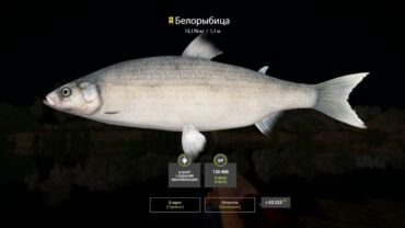 Whitefish Trophy